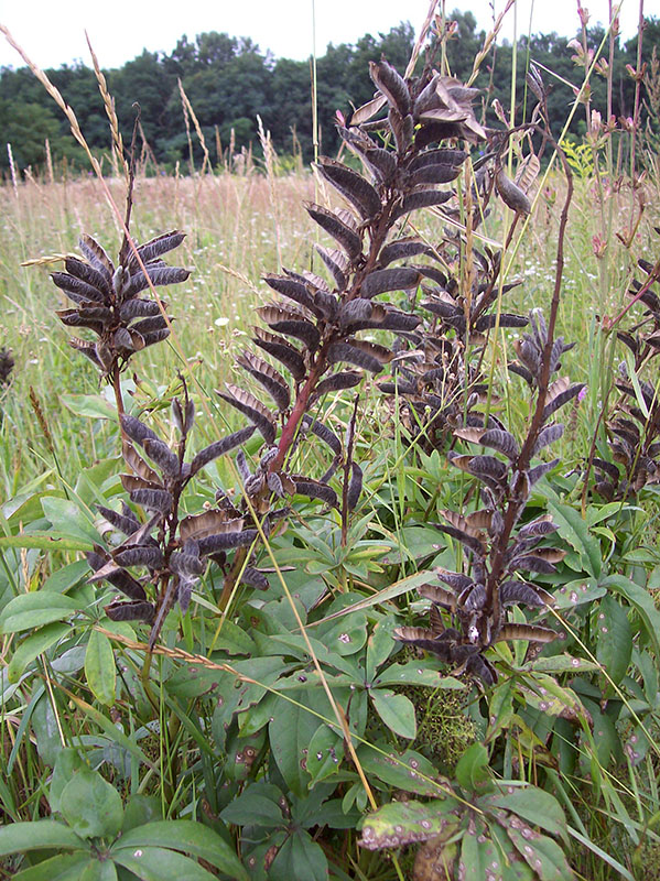 Изображение особи Lupinus polyphyllus.