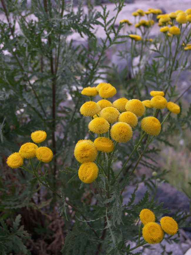 Изображение особи Tanacetum vulgare.