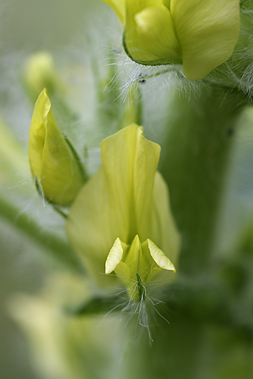 Изображение особи Astragalus sieversianus.