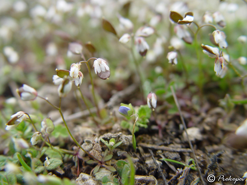 Изображение особи Erophila praecox.