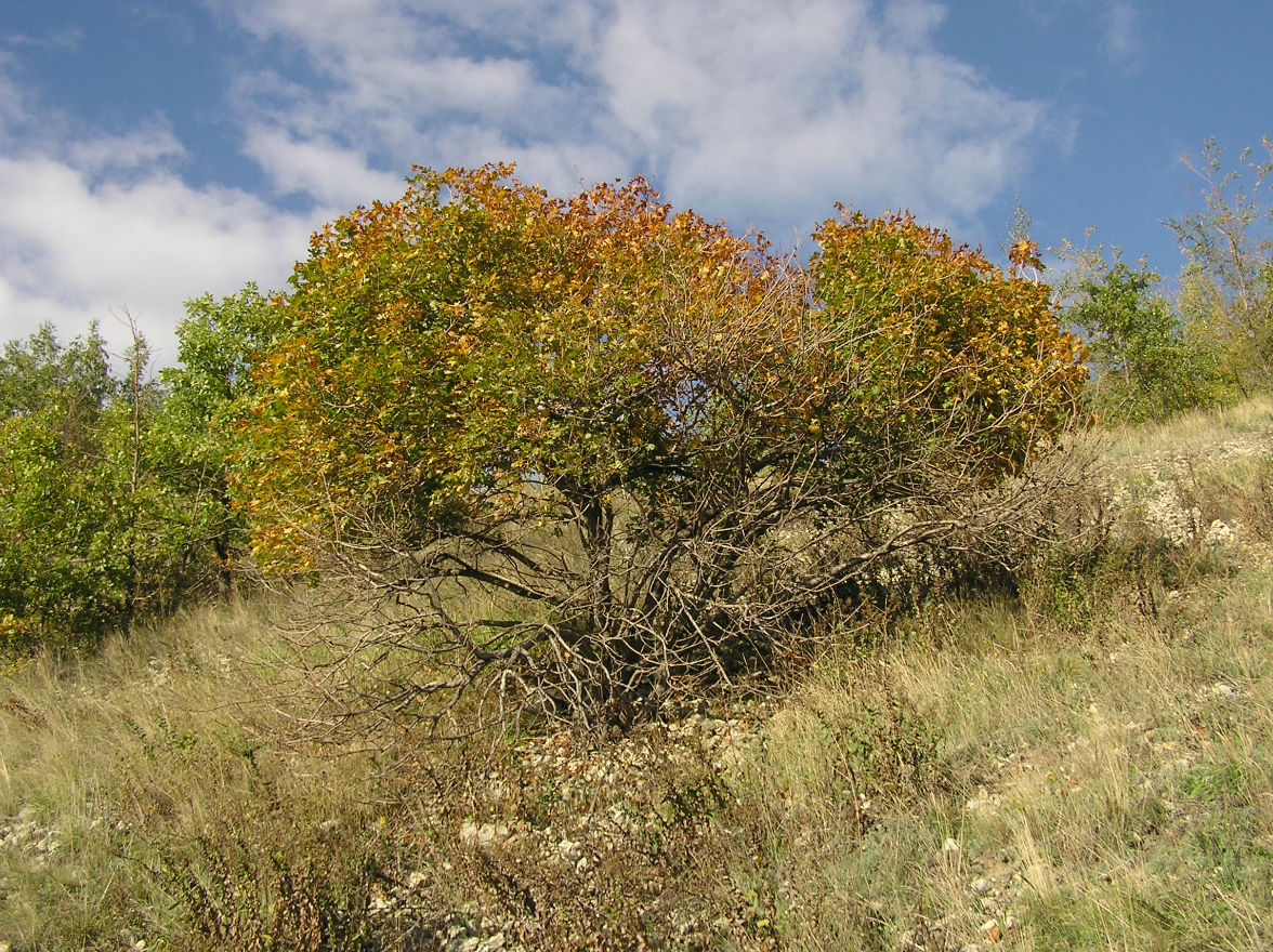 Image of Acer platanoides specimen.