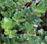 Arctostaphylos uva-ursi. Побеги. Германия, г. Krefeld, ботанический сад. 16.09.2012.