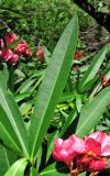 Nerium oleander. Лист. Абхазия, Гагрский р-н, 13.06.2012.