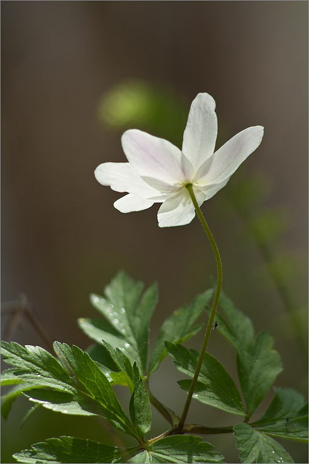 Image of Anemone nemorosa specimen.