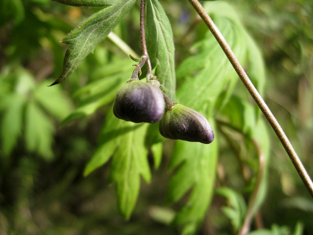 Изображение особи Aconitum woroschilovii.