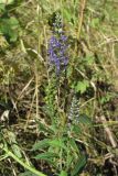 View full-size image Veronica longifolia