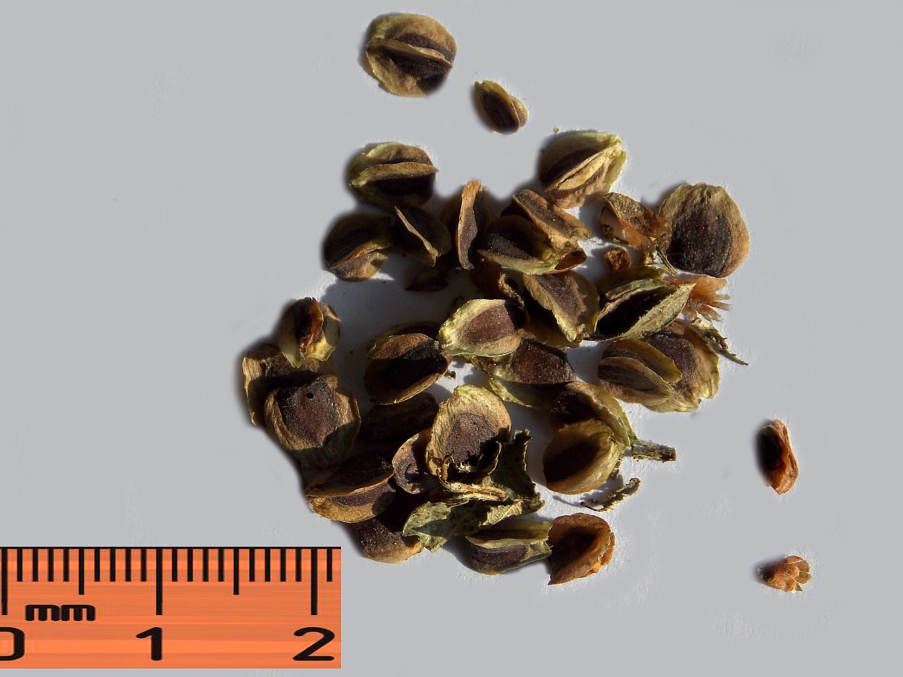 Image of Nothofagus &times; alpina specimen.