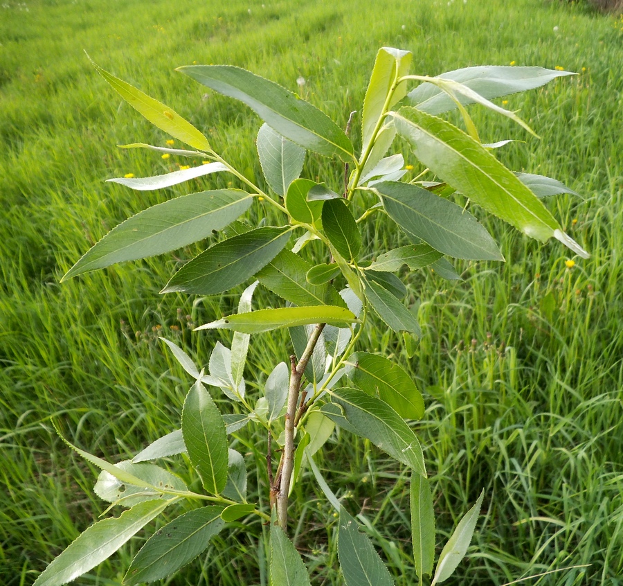 Изображение особи Salix &times; meyeriana.