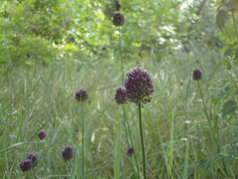 Image of Allium sphaerocephalon specimen.