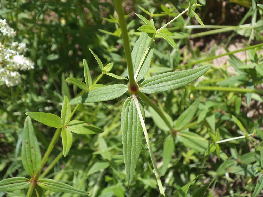 Image of Galium boreale specimen.