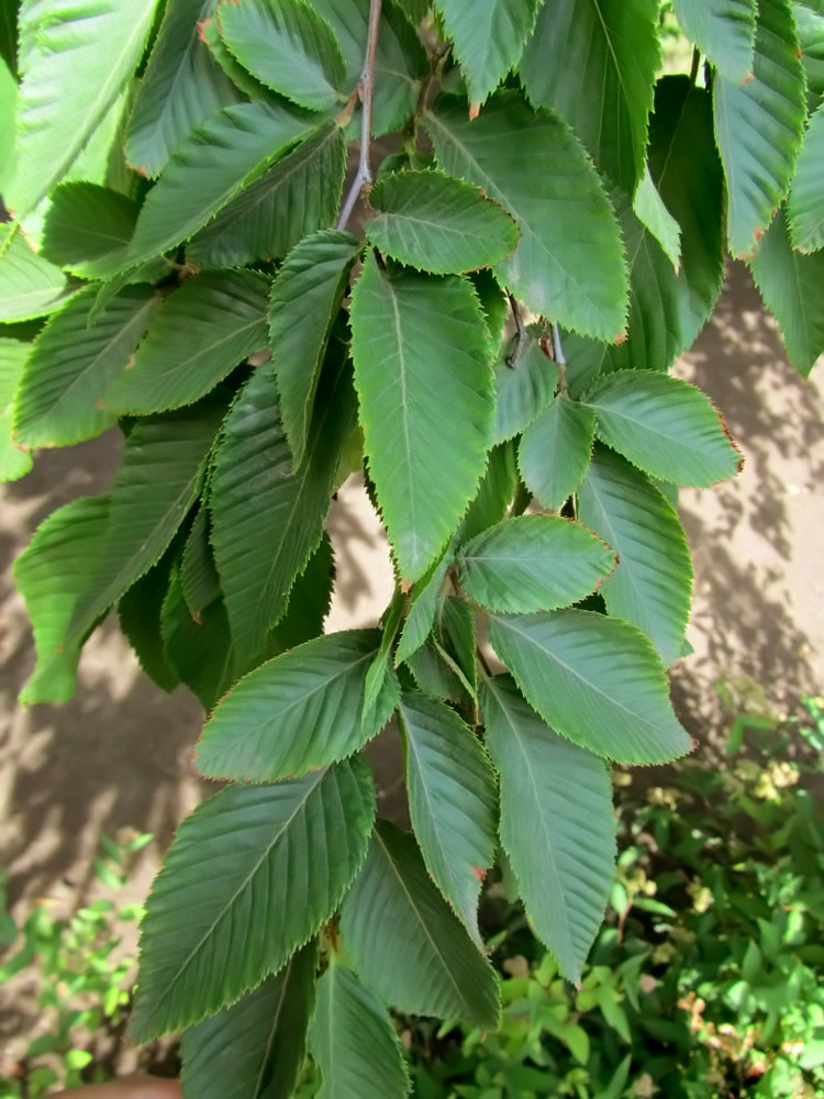 Image of Ostrya carpinifolia specimen.