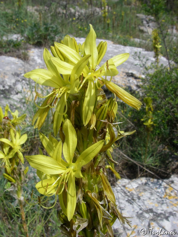 Image of Asphodeline lutea specimen.