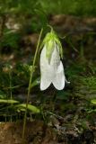 Campanula punctata. Верхушка цветущего растения. Якутия, Хангаласский улус, берег р. Лены. Июль 2013 г.