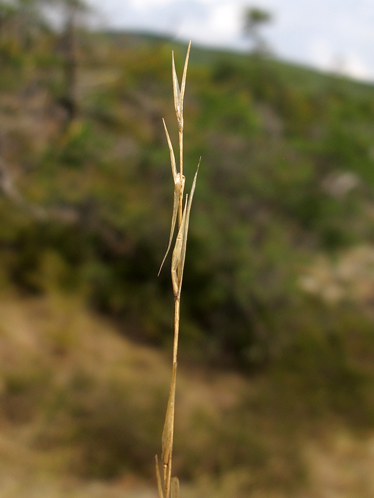 Image of Stipa capillata specimen.