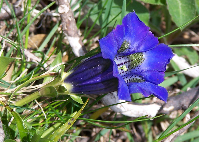 Изображение особи Gentiana acaulis.