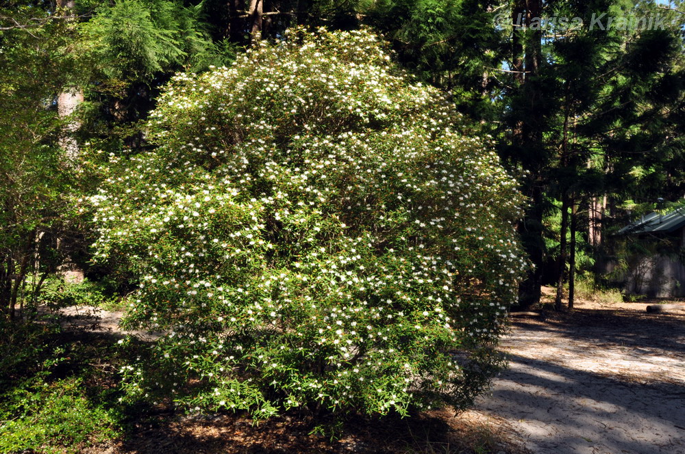 Image of Phebalium woombye specimen.