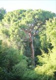 Pinus pinea. Взрослое дерево. Крым, Ялтинский горсовет, пос. Никита, Никитский ботанический сад, в культуре. 3 августа 2013 г.