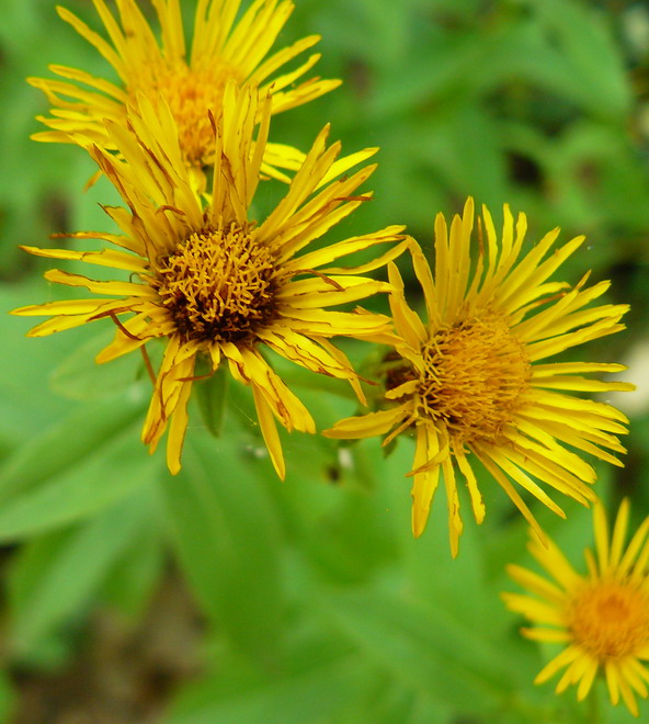 Image of Inula salicina specimen.