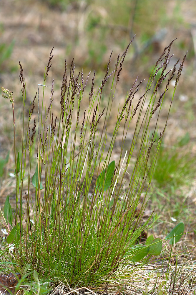 Image of Avenella flexuosa specimen.