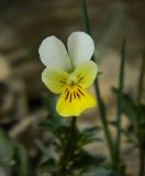 Viola subspecies alpestris