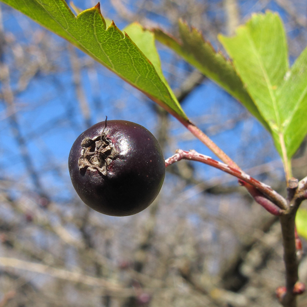 Image of Crataegus pentagyna specimen.