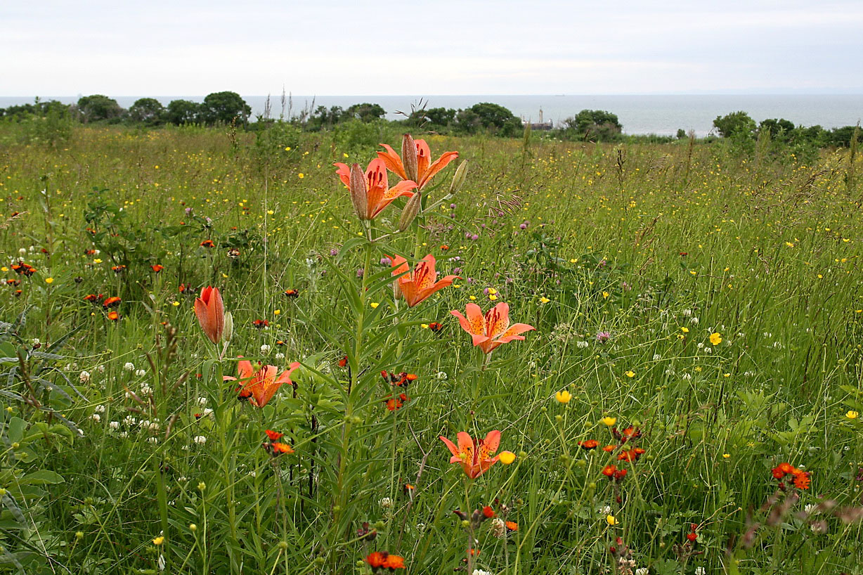 Image of Lilium pensylvanicum specimen.