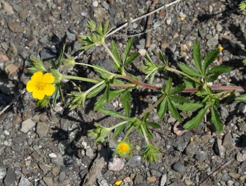 Image of genus Potentilla specimen.