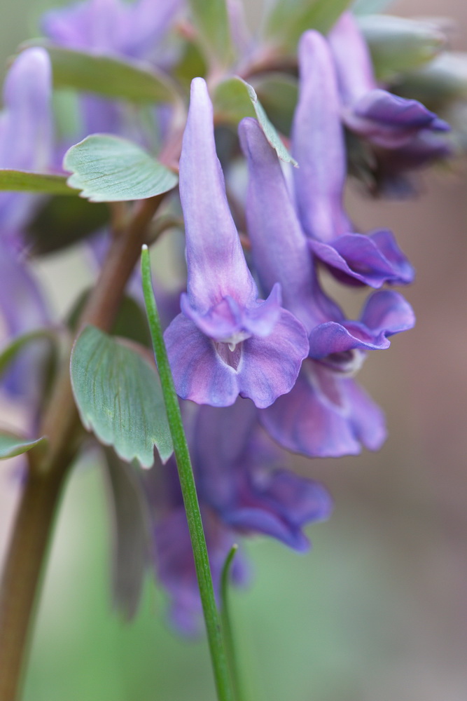 Image of Corydalis solida specimen.