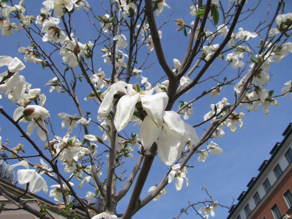 Image of Magnolia kobus specimen.