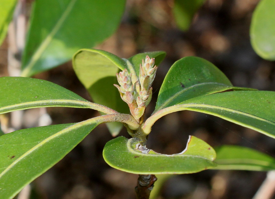 Image of Kalmia latifolia specimen.