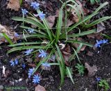 Scilla siberica