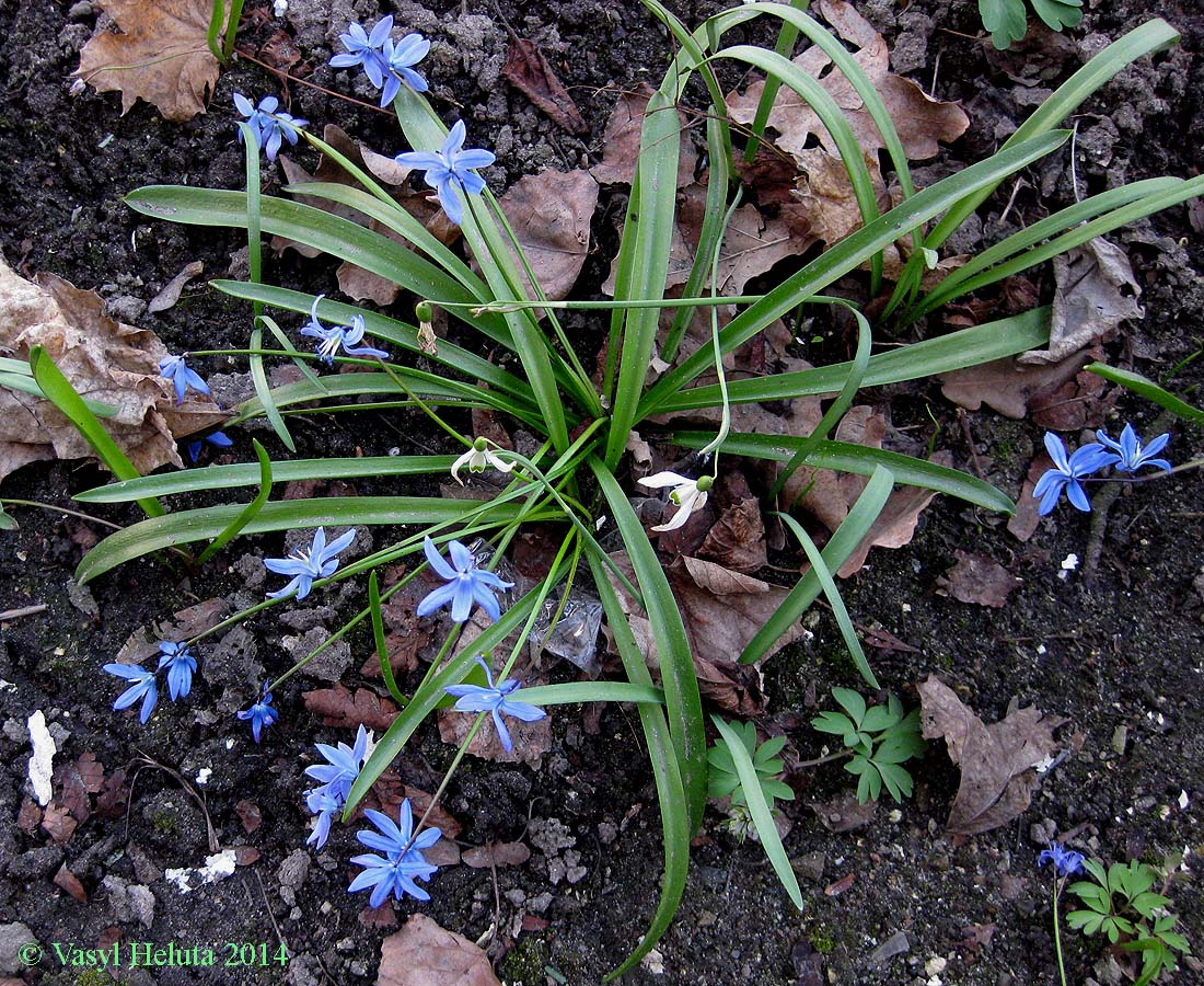 Изображение особи Scilla siberica.