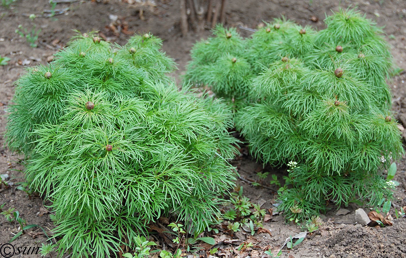 Image of Paeonia tenuifolia specimen.