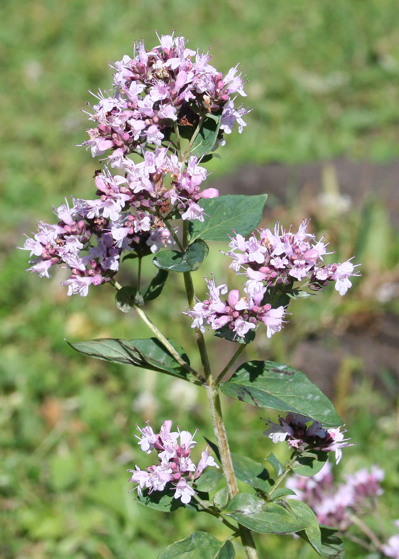 Image of Origanum vulgare specimen.