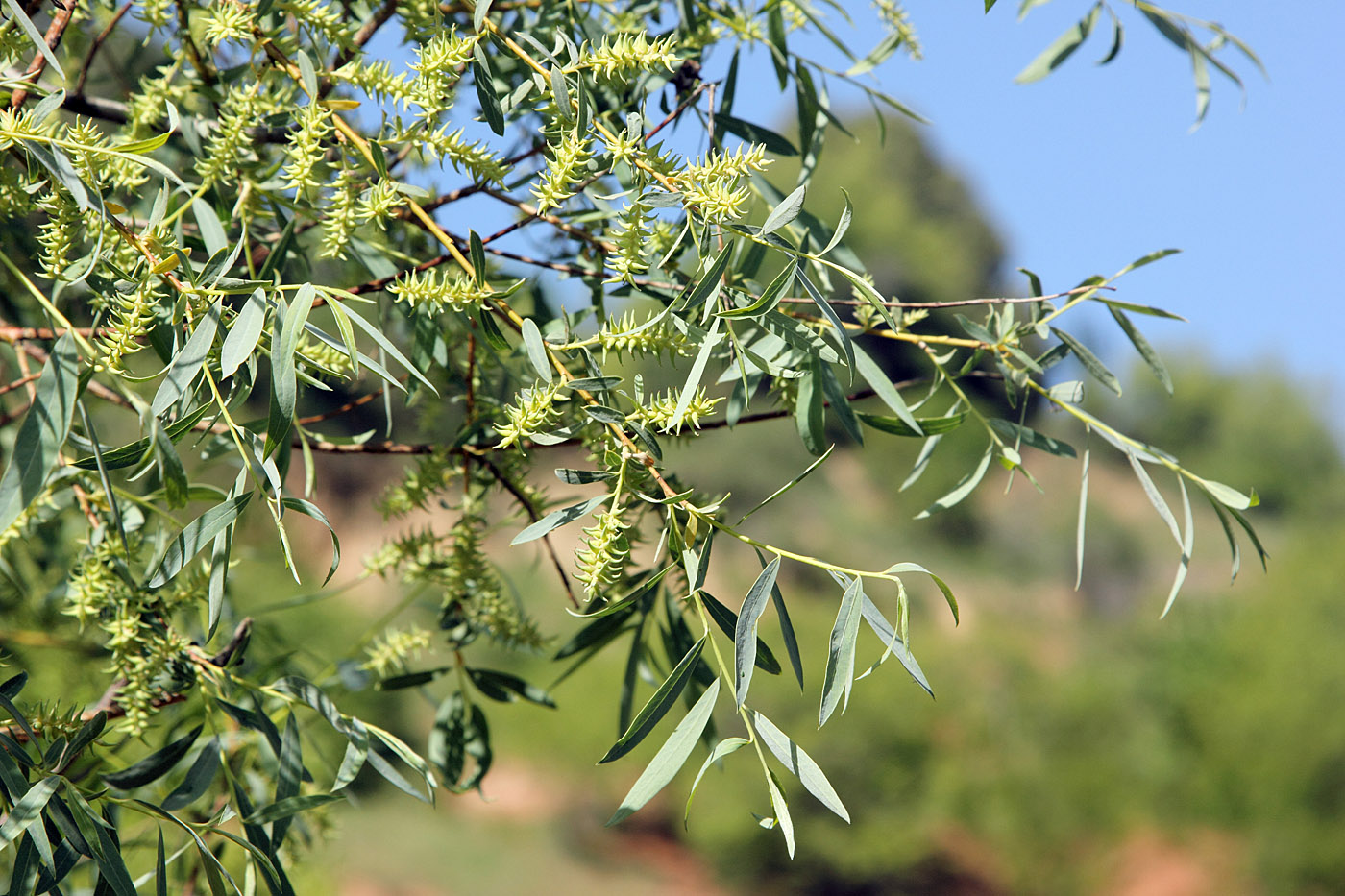 Image of Salix niedzwieckii specimen.