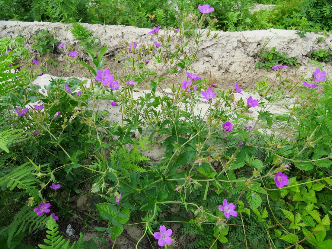 Image of Geranium sylvaticum specimen.