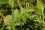 Agrimonia eupatoria. Лист. Молдова, Оргеевский р-н, с. Ватич, окраина дубово-грабового леса. 19.06.2014.