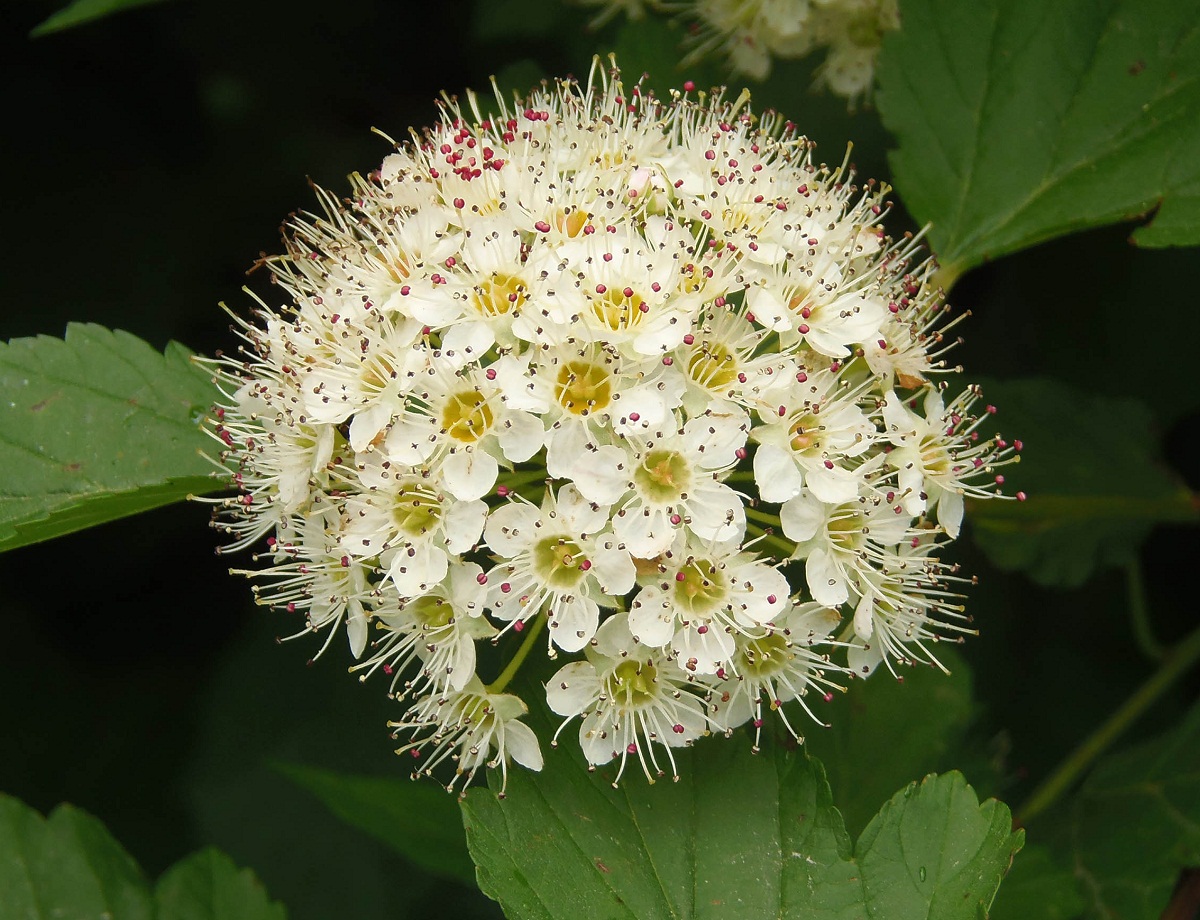 Image of Physocarpus opulifolius specimen.