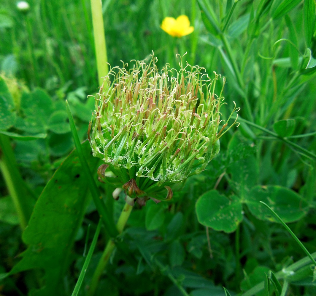 Image of Taraxacum officinale specimen.