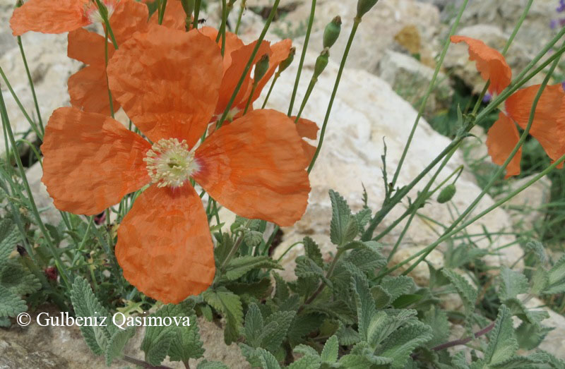 Image of Papaver fugax specimen.