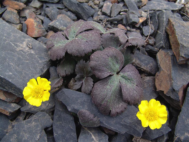 Image of Ranunculus arachnoideus specimen.