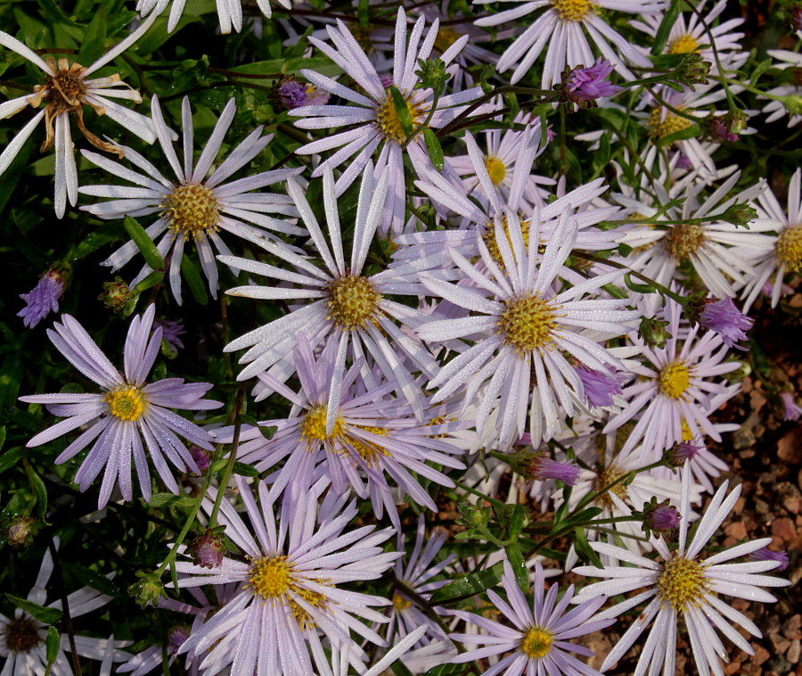 Image of genus Symphyotrichum specimen.