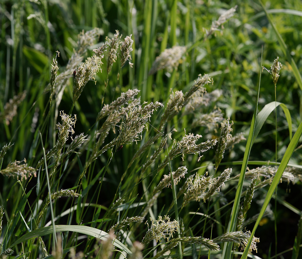 Image of Anthoxanthum odoratum specimen.