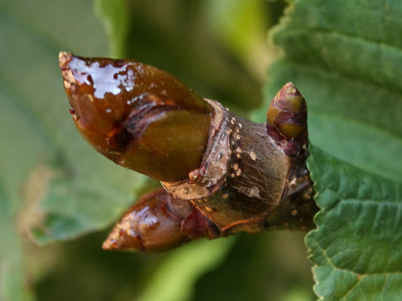 Изображение особи Aesculus hippocastanum.