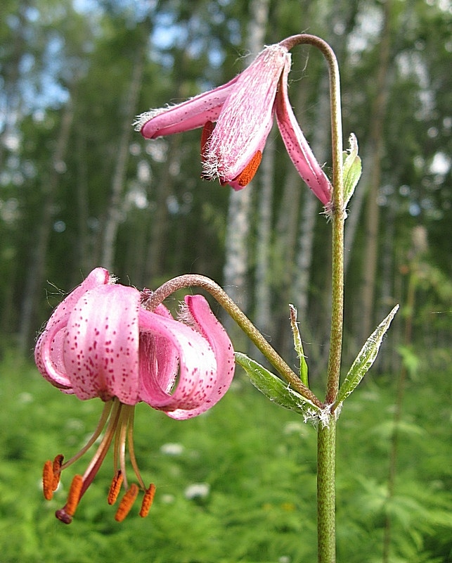 Изображение особи Lilium pilosiusculum.