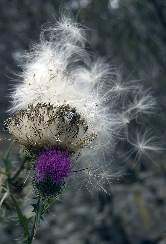 Image of Cirsium vulgare specimen.