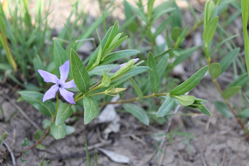 Изображение особи Vinca herbacea.