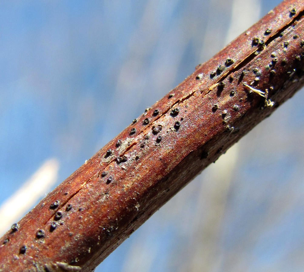 Изображение особи Rubus idaeus.