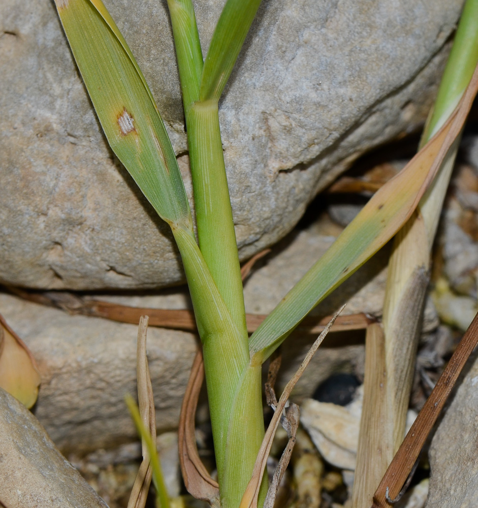 Image of Paspalidium geminatum specimen.