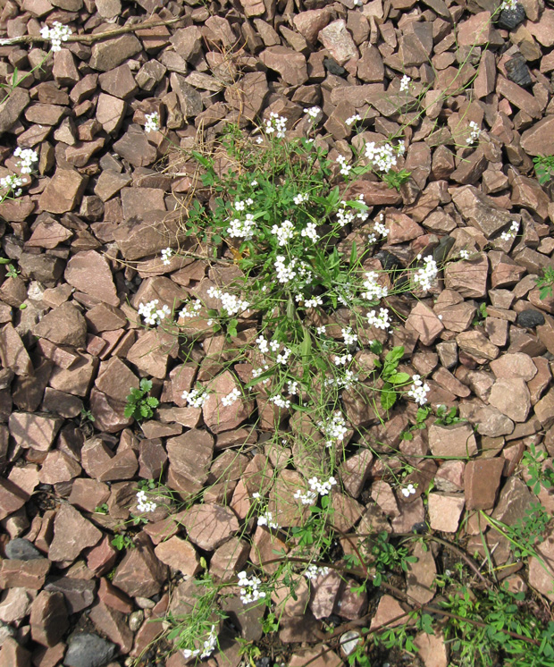 Изображение особи Arabidopsis arenosa.